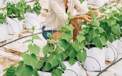 The prospect of vertical, indoor farming in Cities