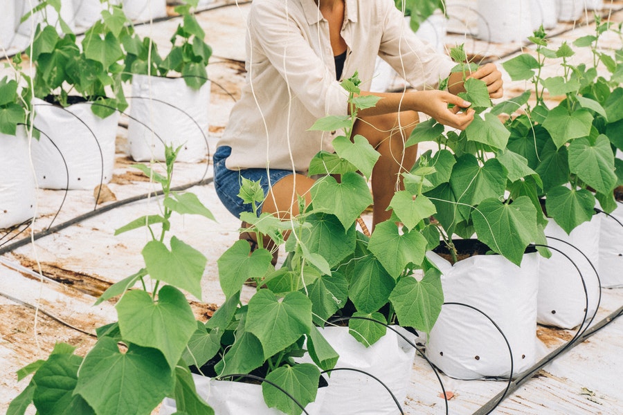 The prospect of vertical, indoor farming in Cities